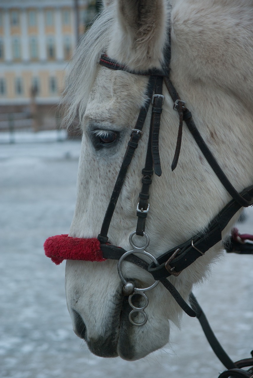 horse harness equestrian free photo