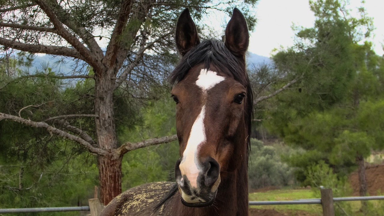 horse farm nature free photo