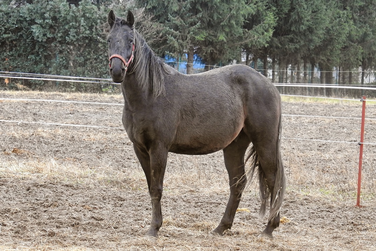 horse black-brown pasture free photo