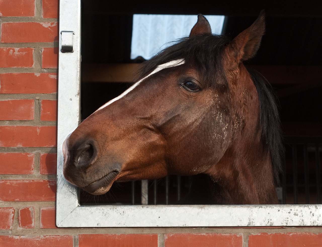 horse head window free photo