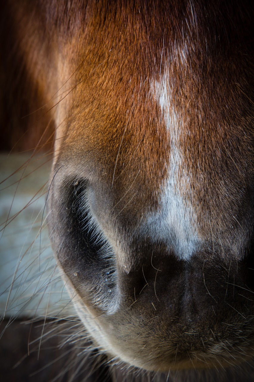 horse pony nose free photo