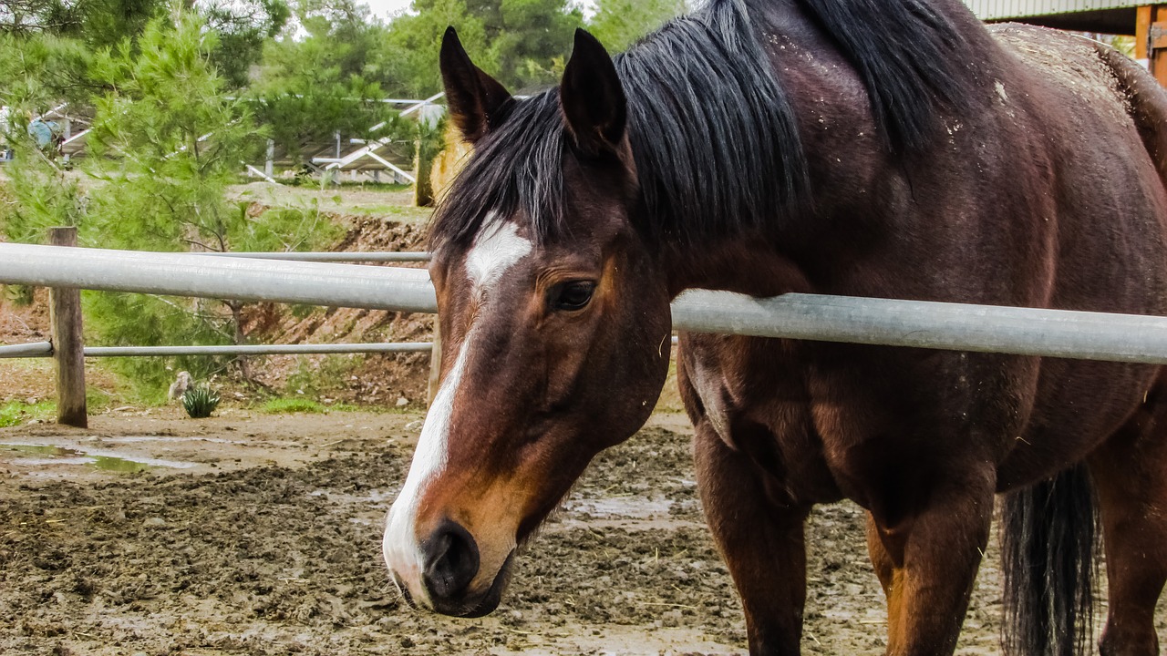 horse farm nature free photo