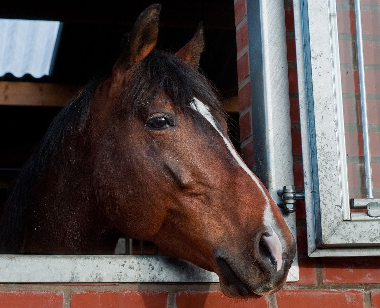 horse head window free photo