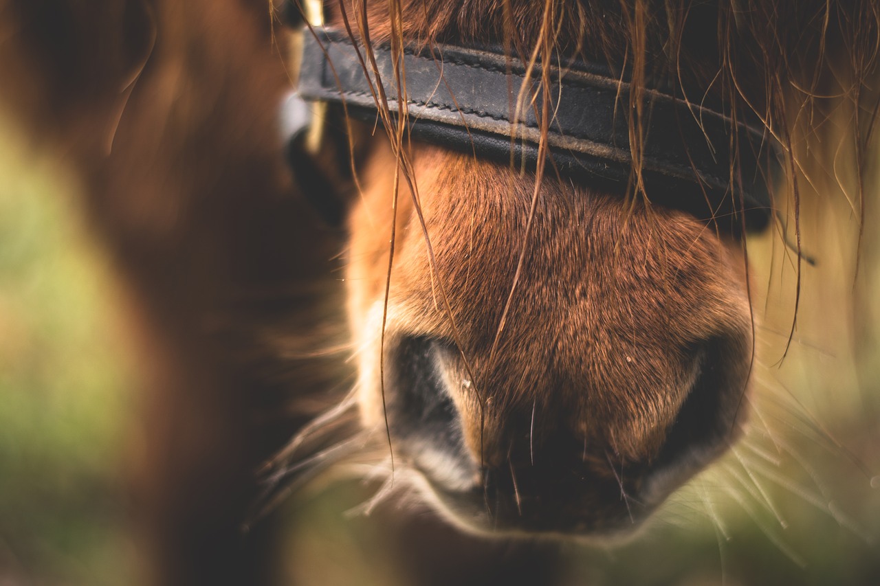 horse pony animal free photo