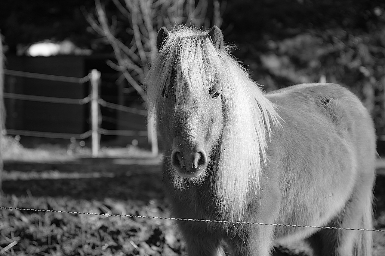 horse mane horseback riding free photo