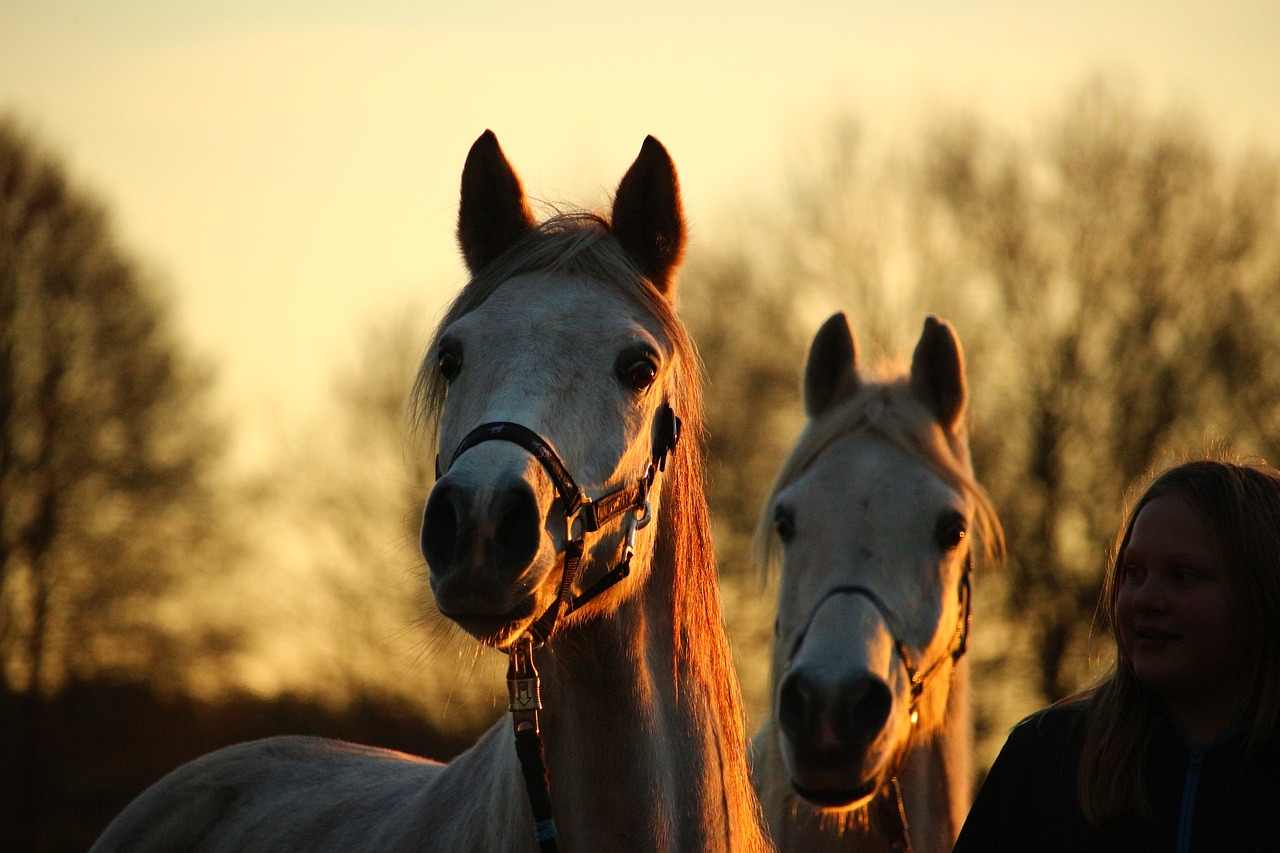 horse mold evening light free photo