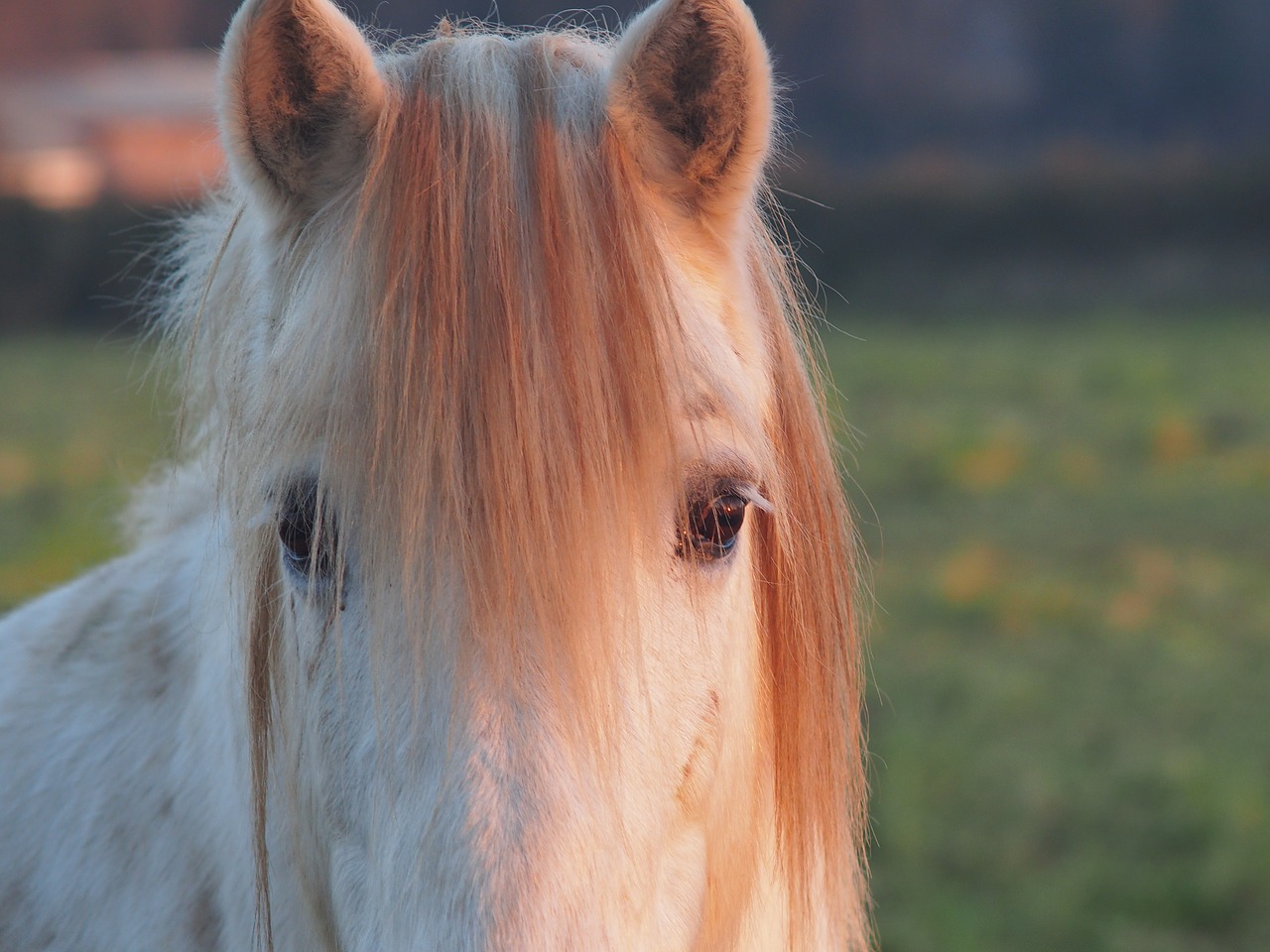 horse camargue horse portrait free photo