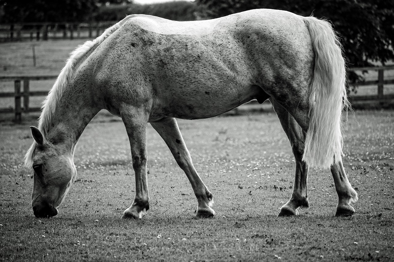 horse animal black and white free photo