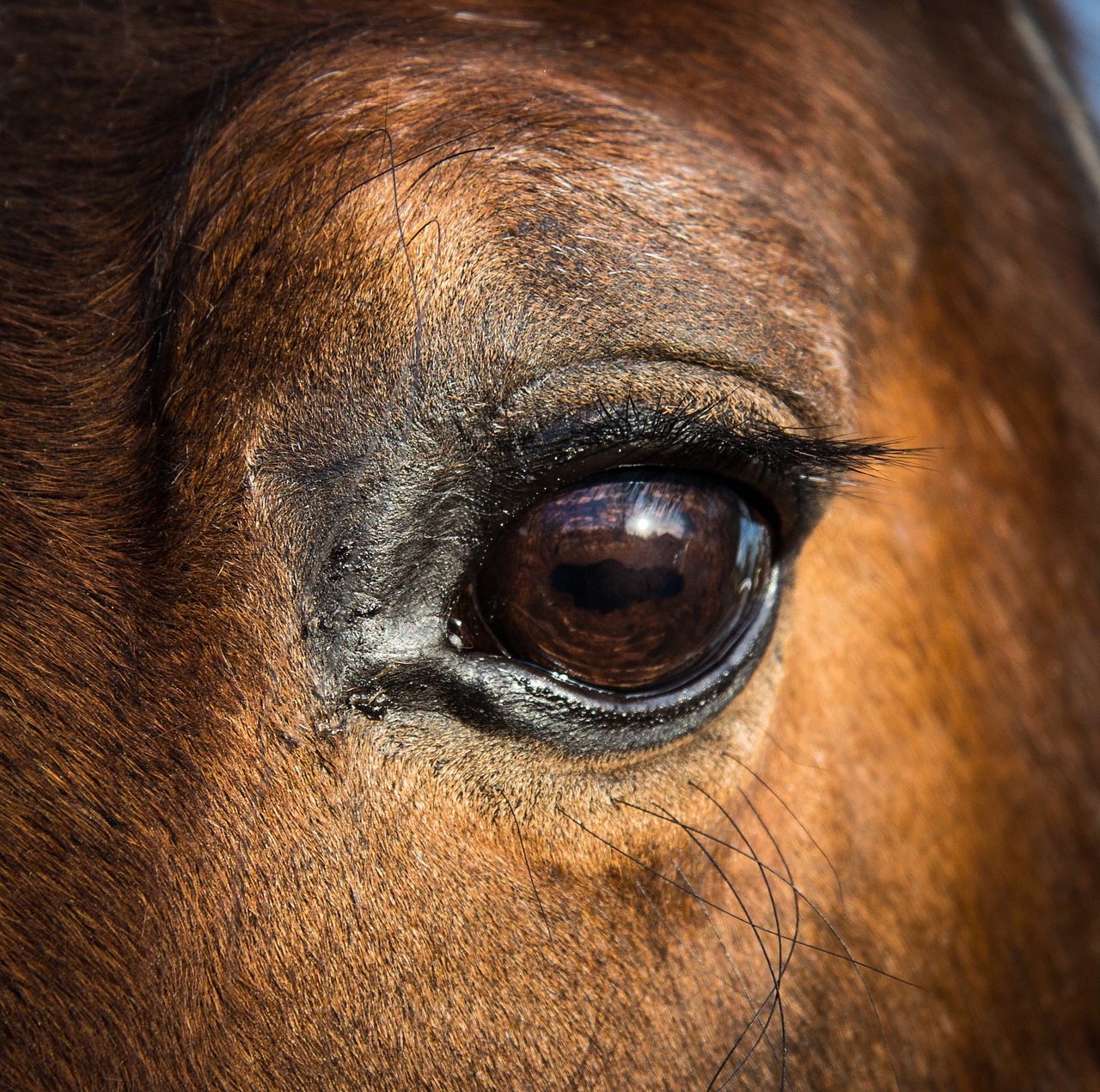horse eye equine free photo