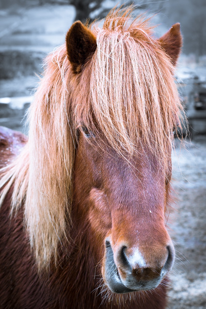 horse pony head free photo