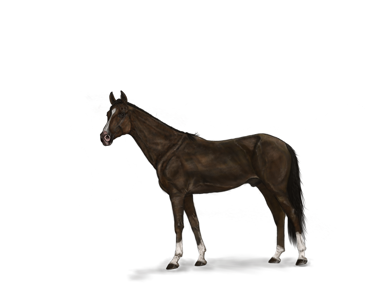 horse digital painting art free photo