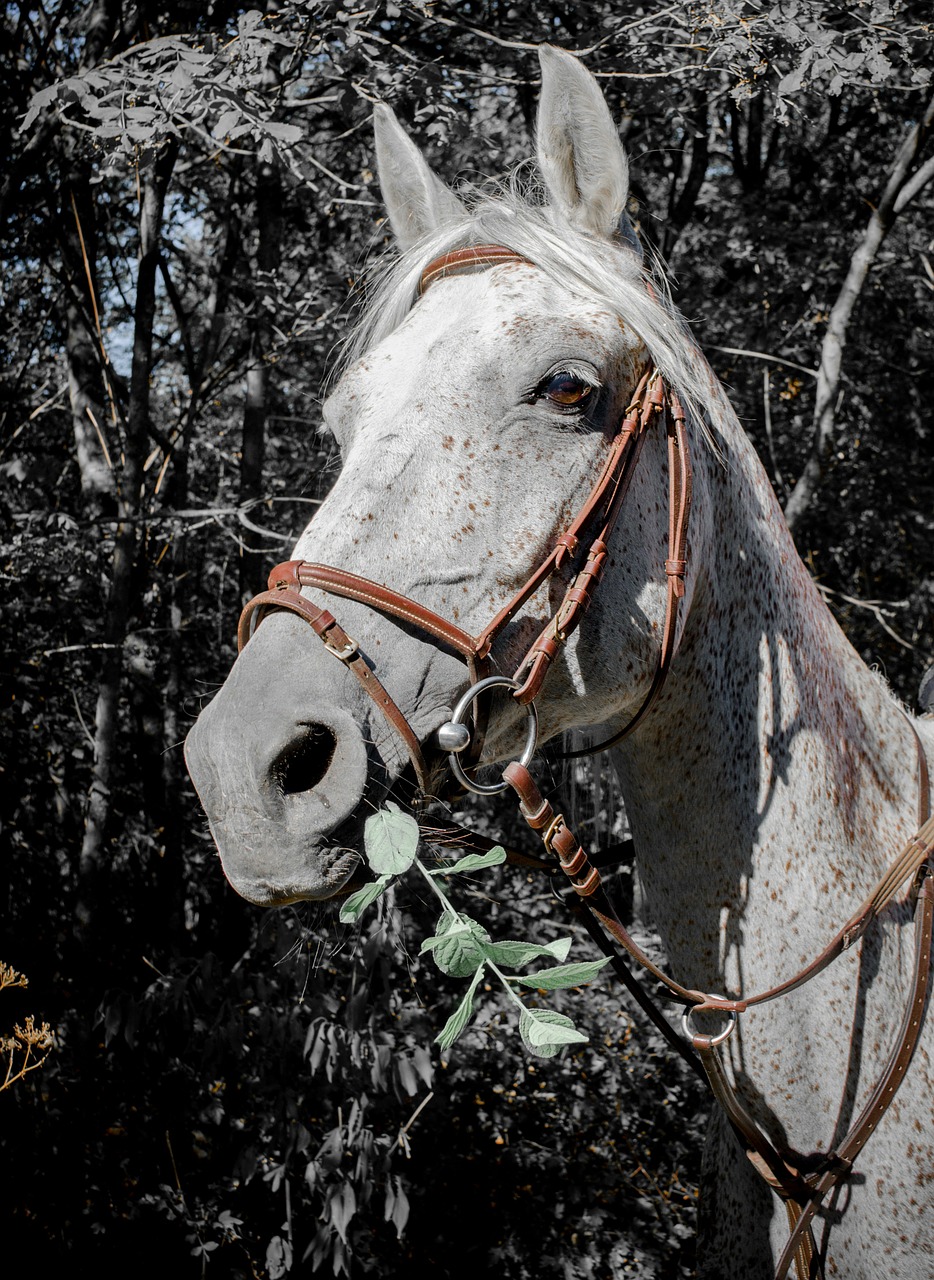horse arabian horse racehorse free photo