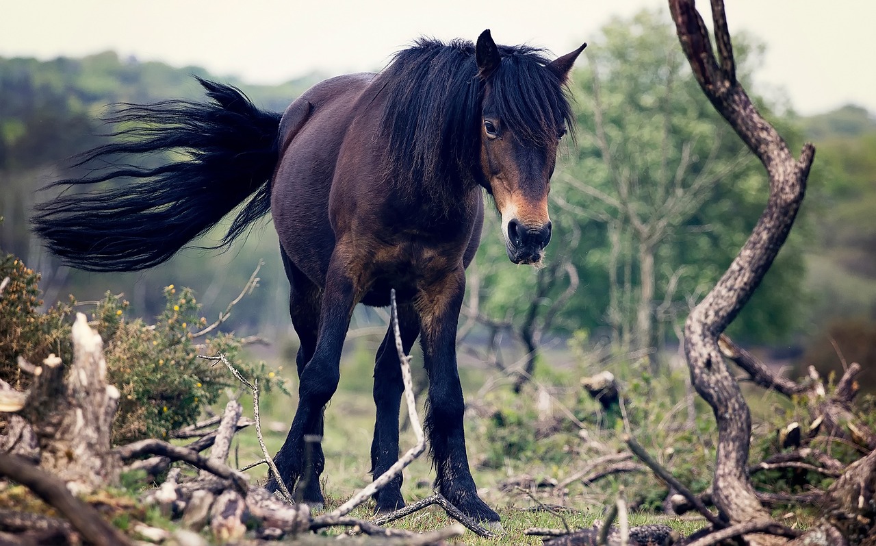 horse animal landscape free photo