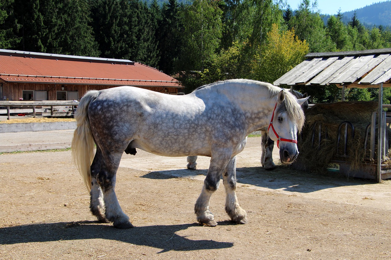 horse animal coupling free photo