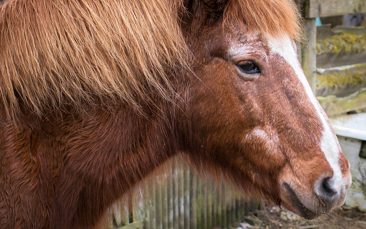 horse pony head free photo