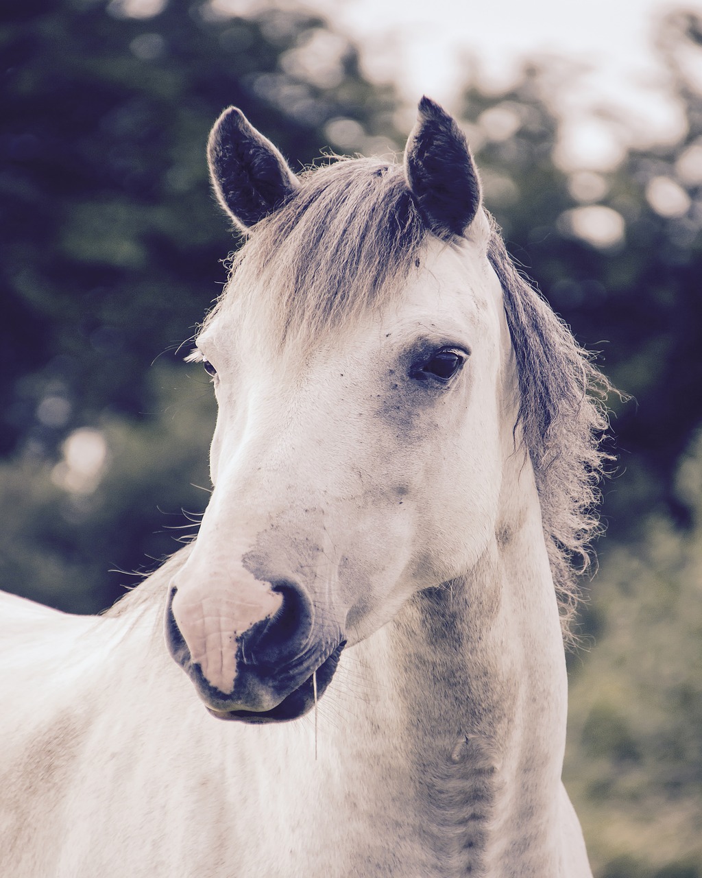 horse animal grey free photo