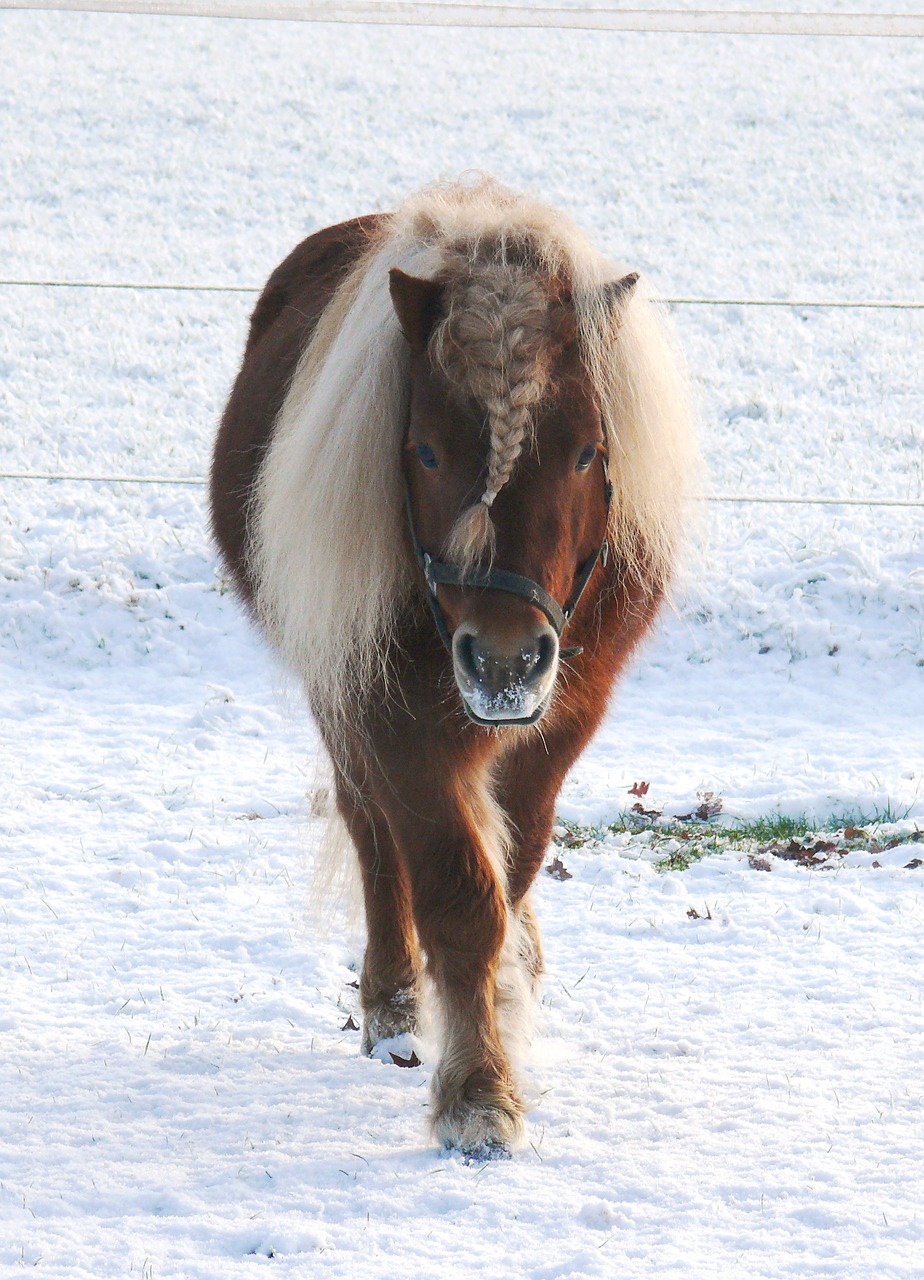 horse pony pasture free photo