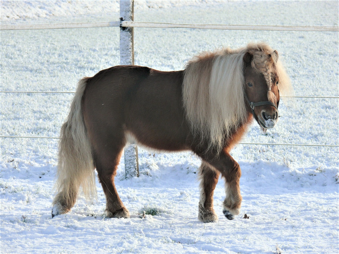horse pony pasture free photo
