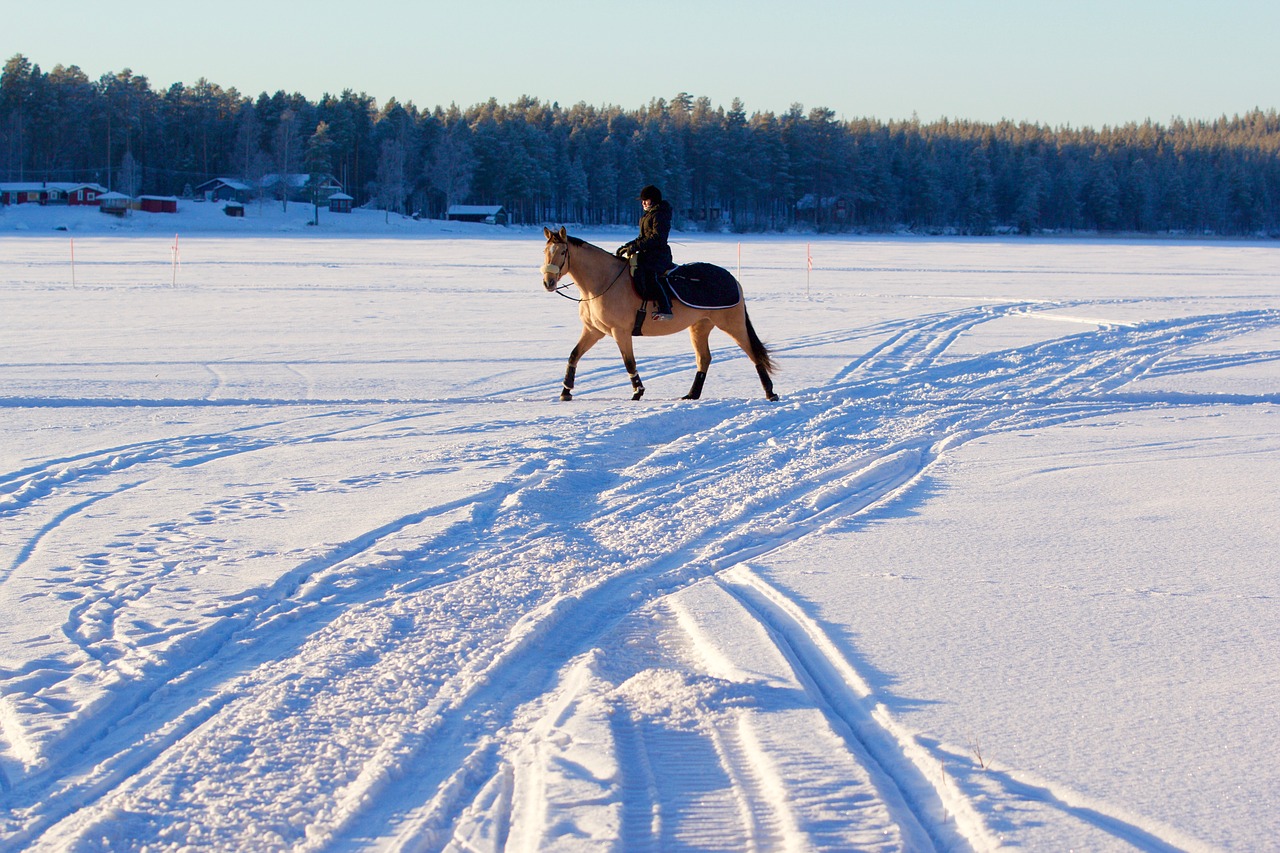 horse snow winter landscape free photo