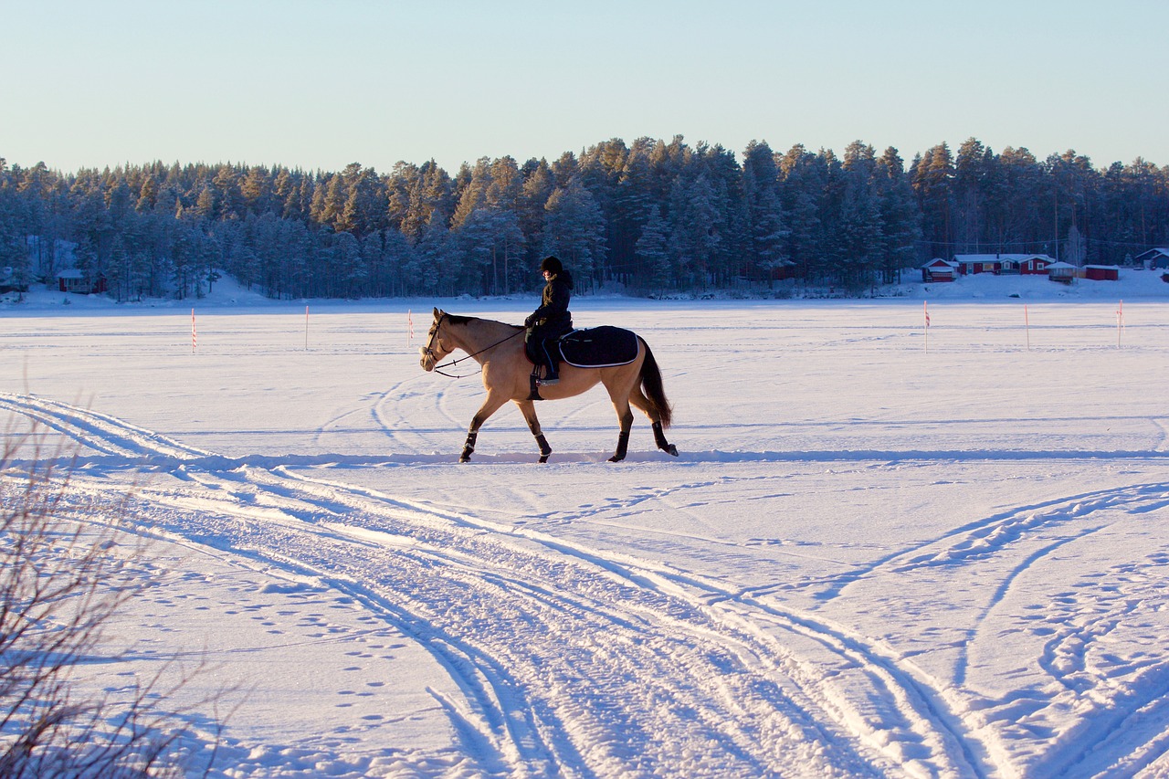 horse snow winter landscape free photo