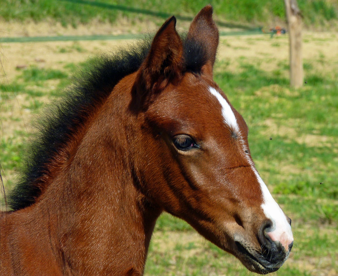 horse pure arab blood breeding horses free photo