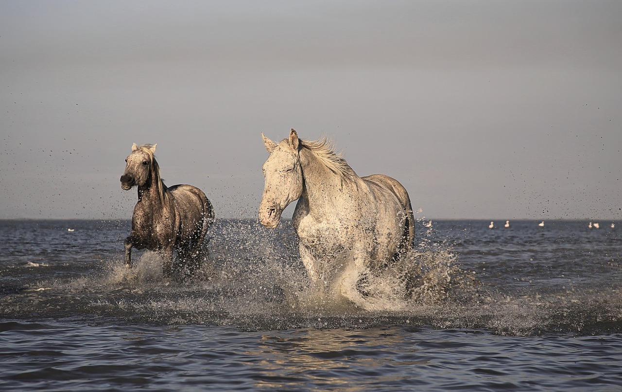 horse camargue white free photo