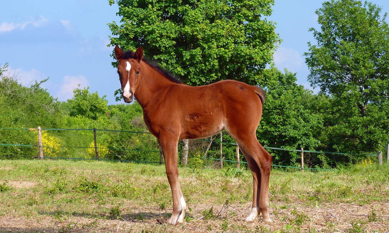 horse pure arab blood horses free photo