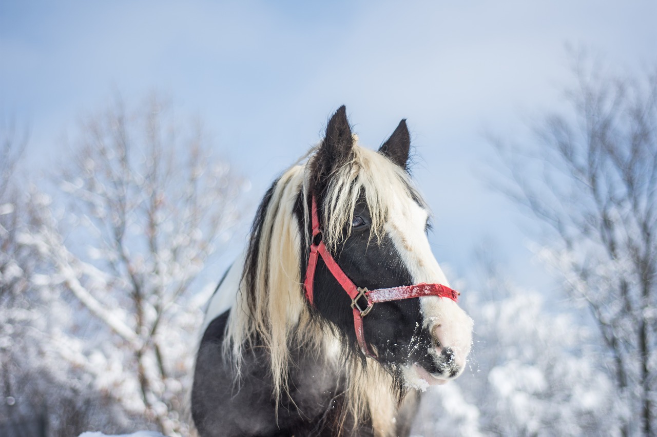 horse winter snow free photo