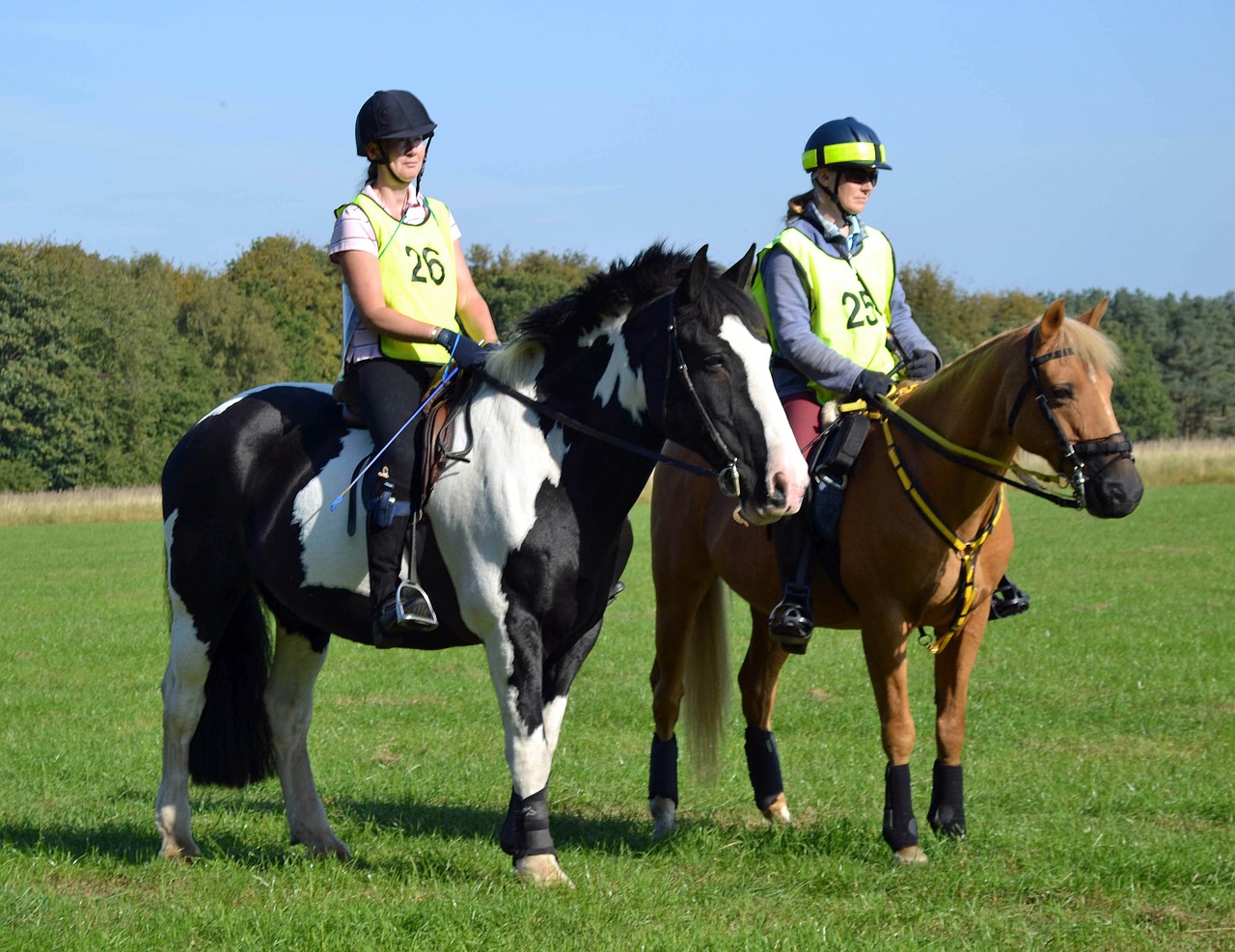 horse riding equestrian free photo