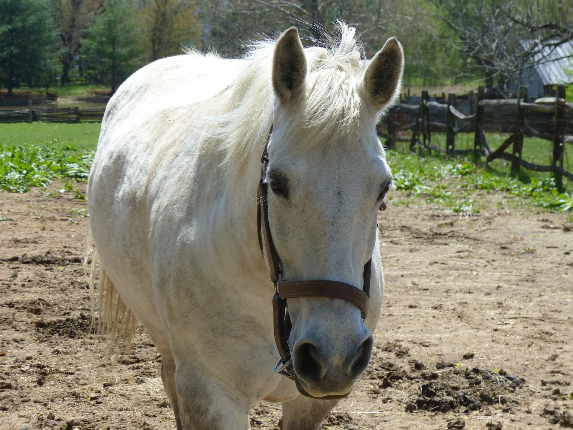 horse farm animal pet free photo