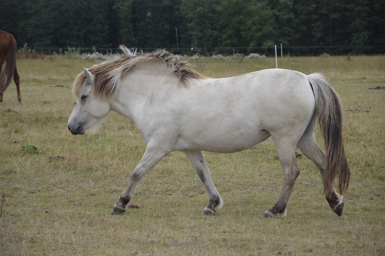 horse white pasture free photo