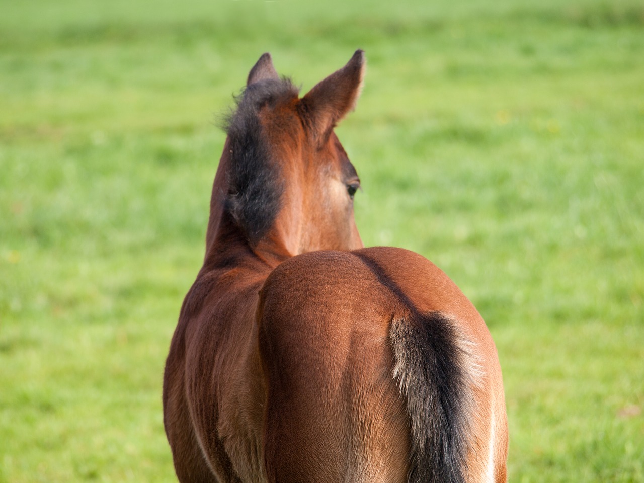 horse foal pasture free photo