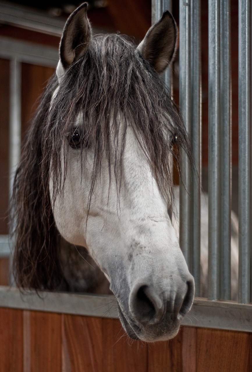 horse head grey free photo