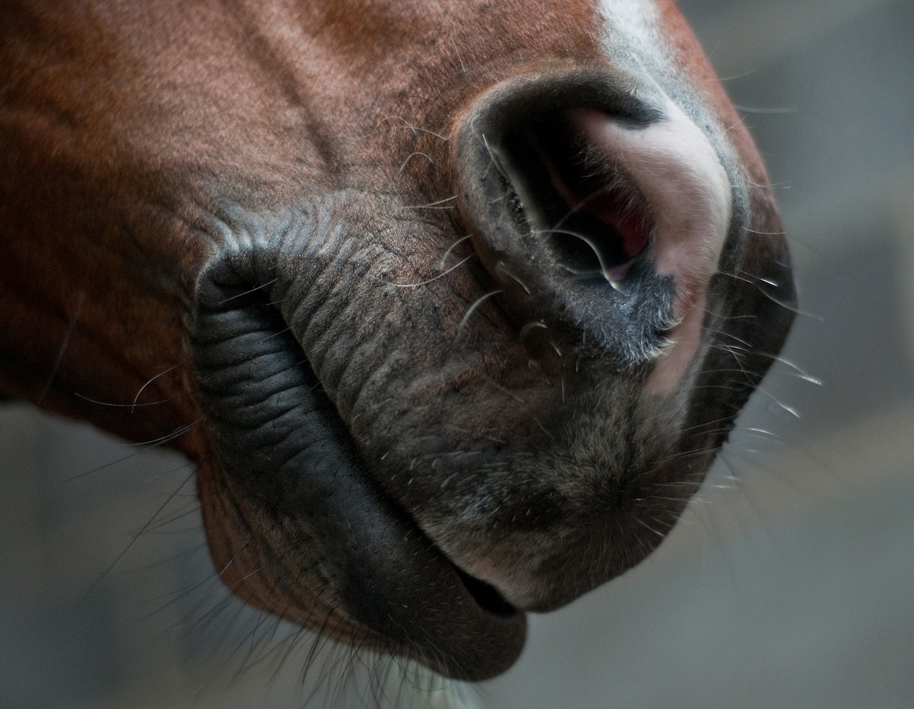 horse snout nostril free photo