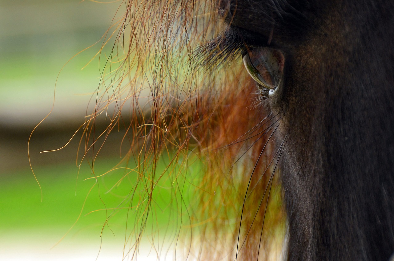 horse animal world wildlife photography free photo