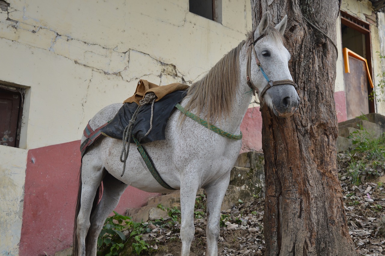 horse colombia villarrica free photo