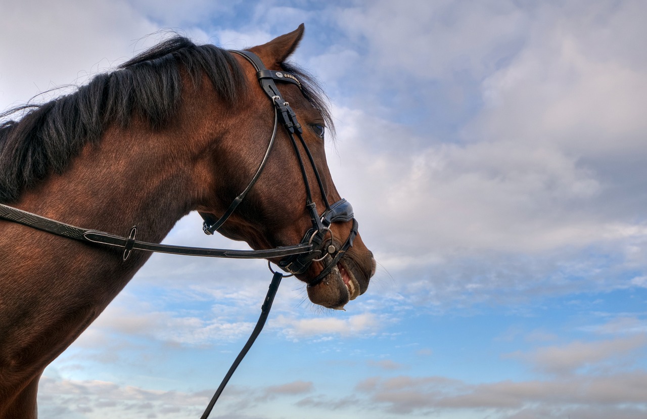 horse head sky free photo