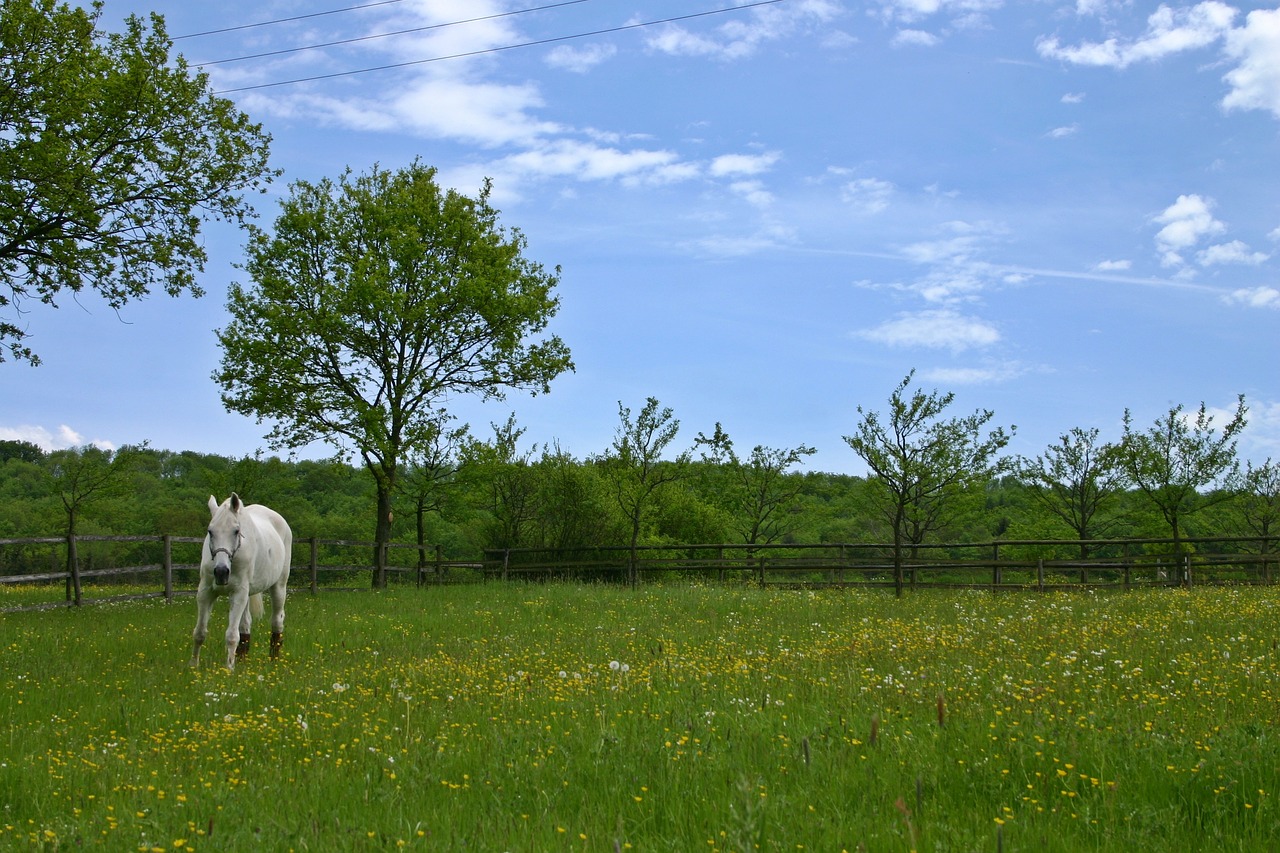 horse paddock coupling free photo