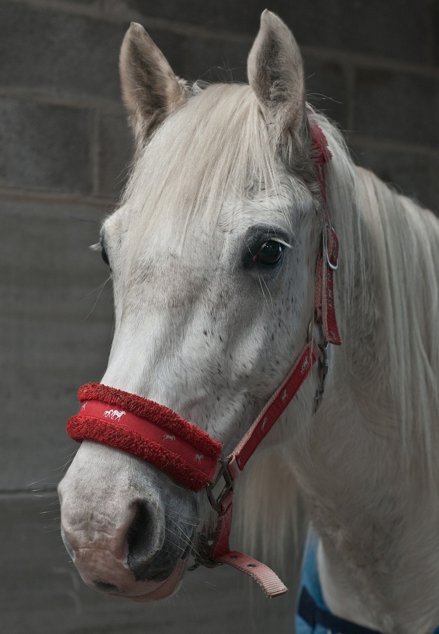 horse mare head free photo
