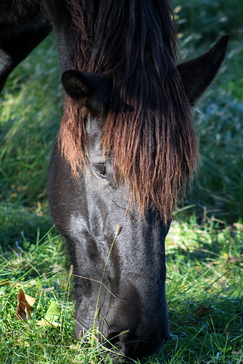 horse grass mane free photo