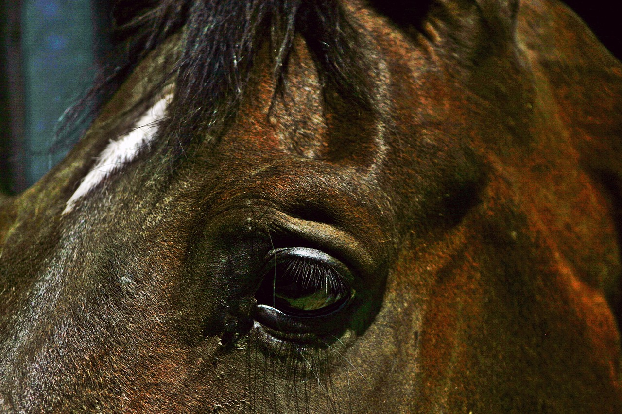 horse brown horse head free photo