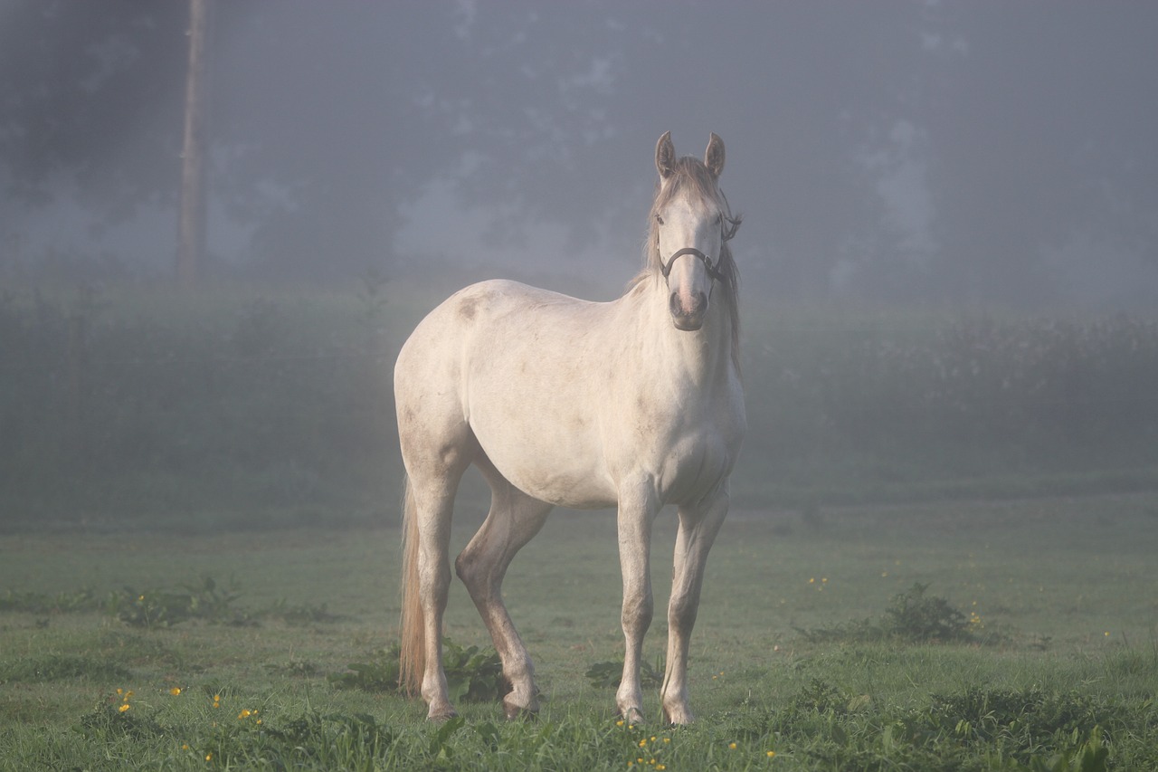 horse ireland fog free photo