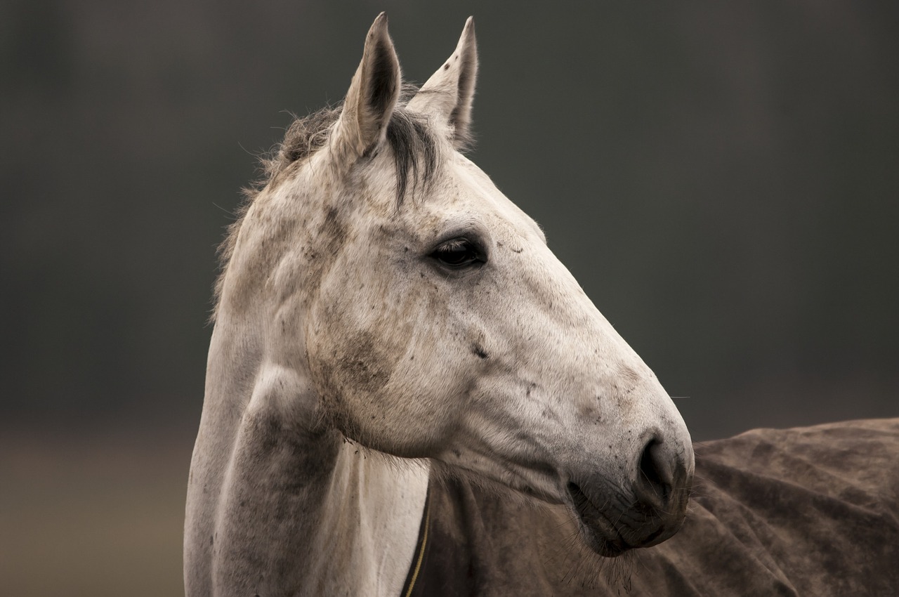 horse animal white free photo