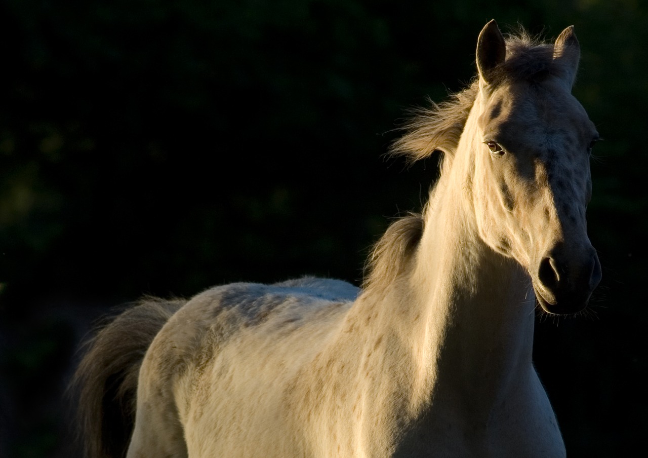 horse nature free free photo