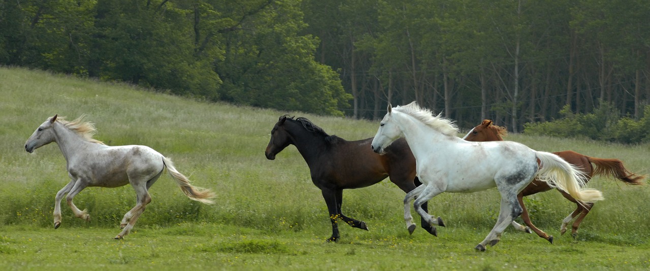 horse horses nature free photo