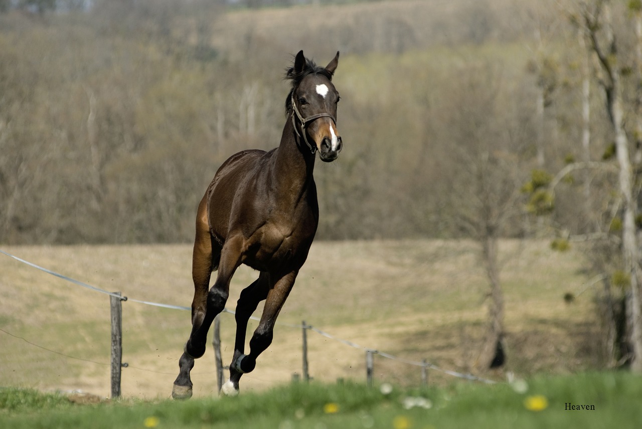 horse nature free free photo