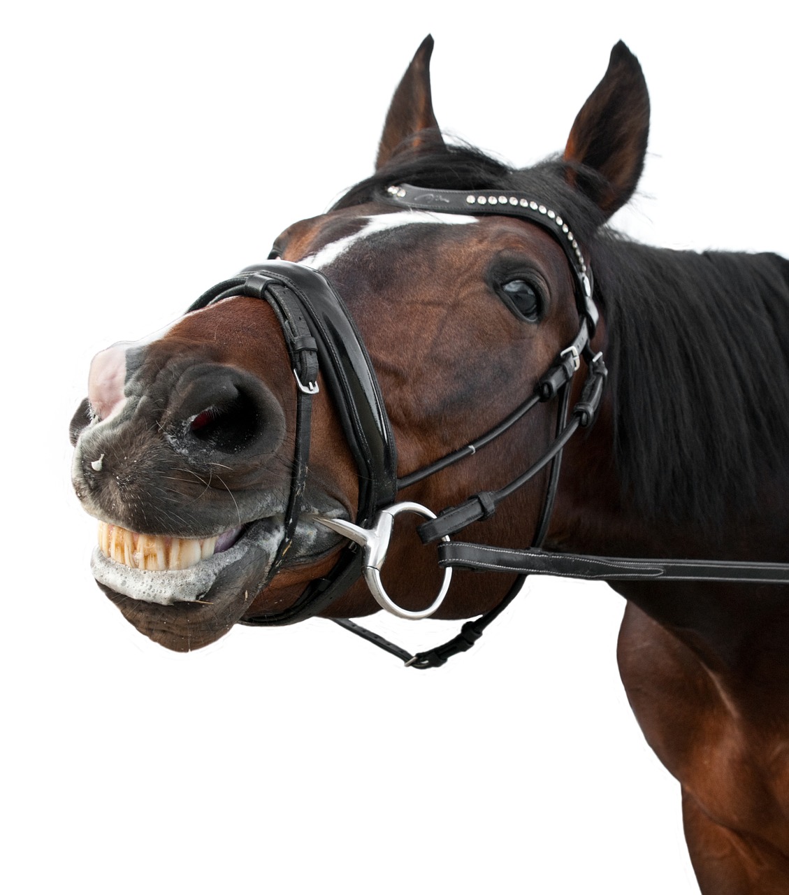 horse smile content free photo