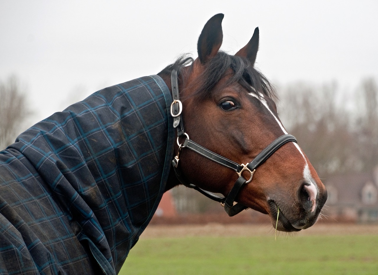 horse head look free photo