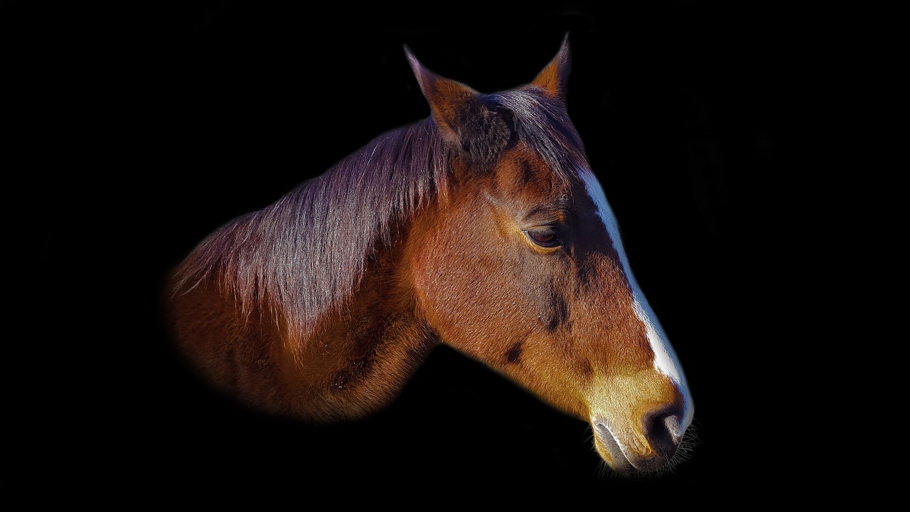 horse horse head eye free photo