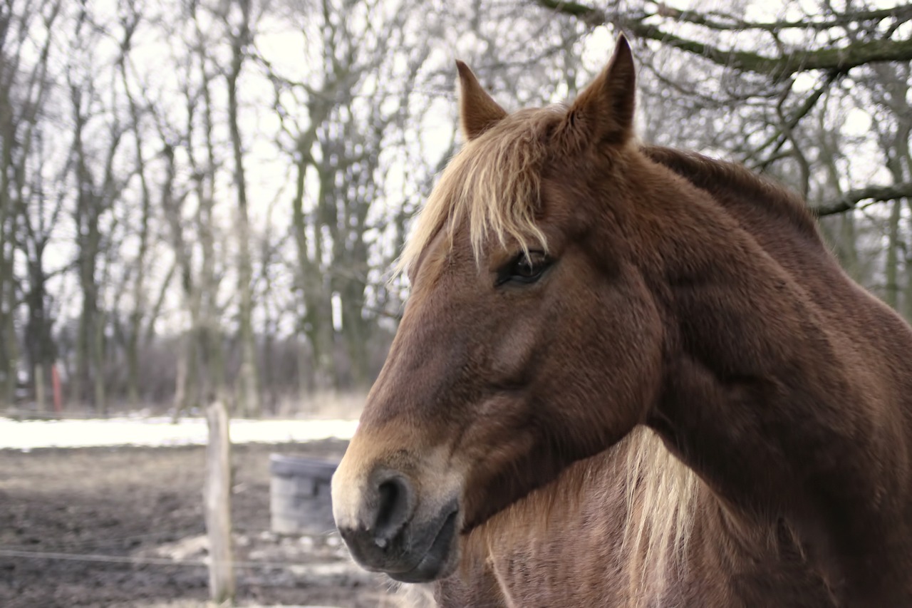 horse brown winter free photo